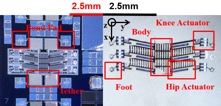Prototype hexapod (2.5 mm x 5 mm) micro-robot prior to final release and after release for ground dynamics testing